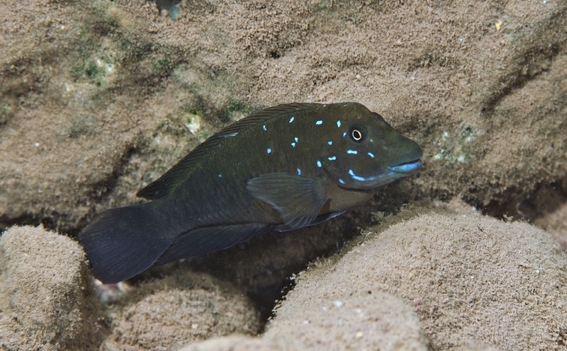 Spathodus marlieri 'Mwamgongo'